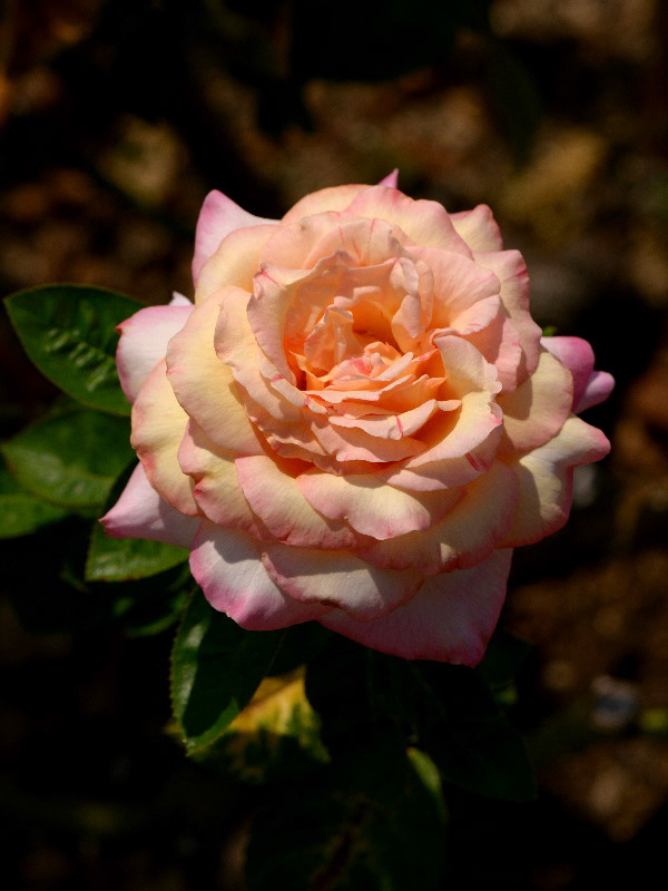 %_tempFileName83-20130721-0287%
