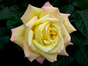%_tempFileName01-20020505-0042%