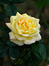 %_tempFileName28-20061029-0190%