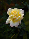 %_tempFileName31-20071020-0337%