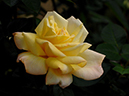 %_tempFileName33-20071110-0090%
