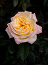 %_tempFileName34-20071110-0091%