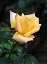 %_tempFileName35-20080517-0378%