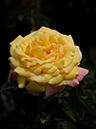 %_tempFileName36-20080614-0034%