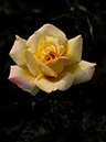 %_tempFileName39-20090613-0290%