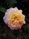 %_tempFileName43-20091017-0472%