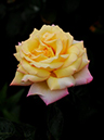 %_tempFileName48-20100613-0256%