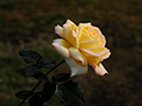 %_tempFileName51-20101023-0906%