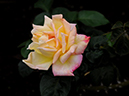 %_tempFileName52-20101024-0213%