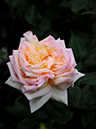 %_tempFileName53-20101024-0813%