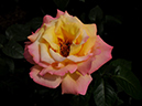 %_tempFileName55-20110521-0514%