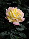 %_tempFileName56-20110605-0164%