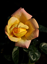 %_tempFileName59-20111017-0279%