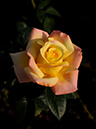 %_tempFileName60-20111017-0280%