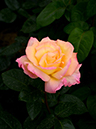 %_tempFileName63-20120512-0635%