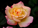 %_tempFileName64-20120512-0636%