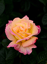 %_tempFileName65-20120512-0638%