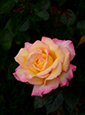 %_tempFileName66-20120512-0639%