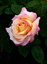 %_tempFileName68-20120609-0517%