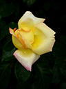 %_tempFileName69-20120610-0461%