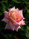 %_tempFileName73-20121012-0220%