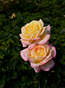 %_tempFileName75-20121014-0341%