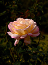 %_tempFileName79-20121103-0119%