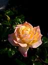 %_tempFileName80-20130513-0442%