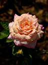 %_tempFileName83-20130721-0287%