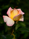 %_tempFileName87-20131031-0228%