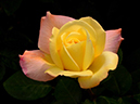 %_tempFileName88-20140514-0564%