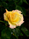 %_tempFileName89-20141025-0165%