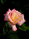 %_tempFileName91-20150508-0464%