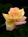 %_tempFileName94-20150516-0654%