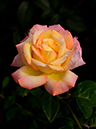 %_tempFileName97-20150522-0344%