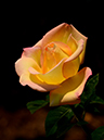 %_tempFileName98-20160522-0445%