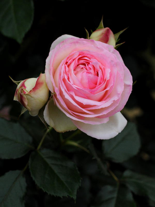 %_tempFileName41-20090524-0149%