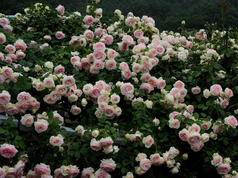 %_tempFileName45-20100619-0317%