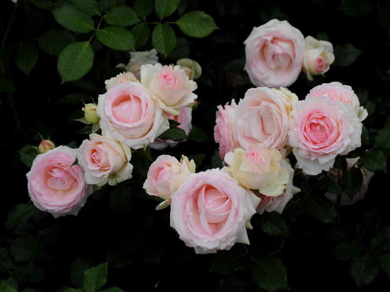%_tempFileName58-20110618-0278%