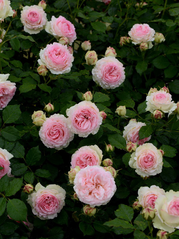 %_tempFileName76-20130608-0545%