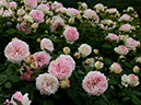 %_tempFileName78-20130608-0550%