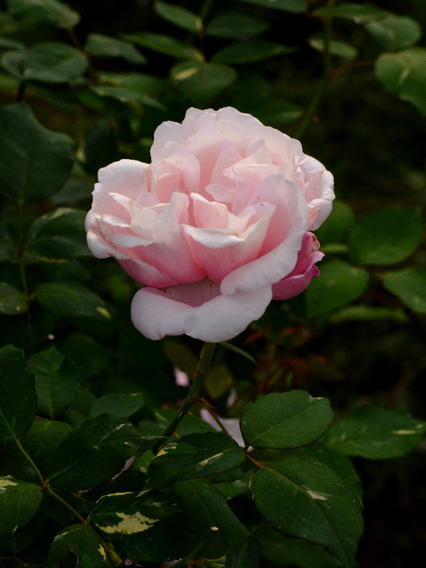 %_tempFileName34-20131103-0658%