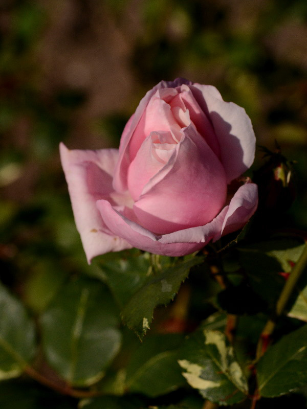 %_tempFileName43-20141122-0643%
