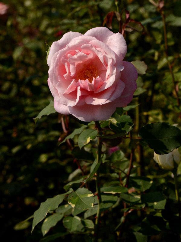 %_tempFileName58-20151024-0898%
