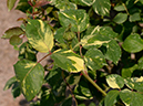 %_tempFileName67-20160501-0208%