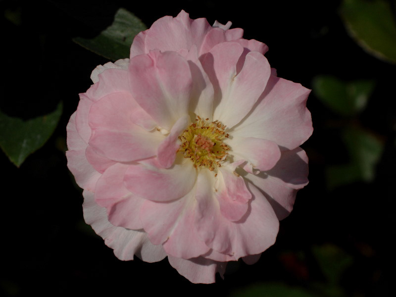 %_tempFileName36-20071013-0146%
