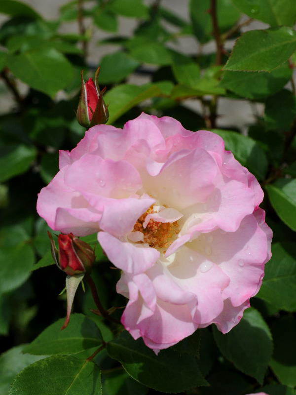 %_tempFileName41-20080511-0585%
