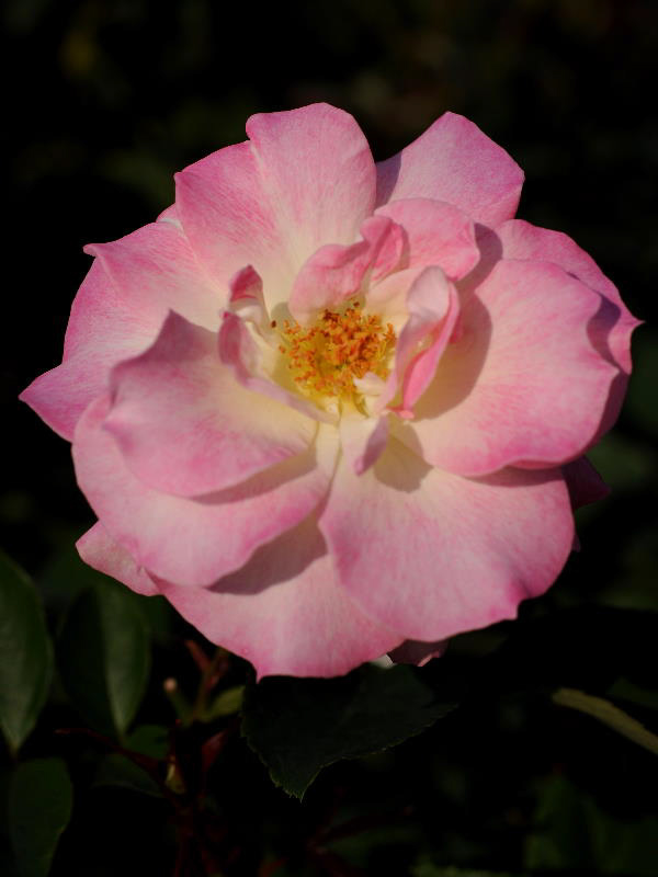 %_tempFileName64-20091031-0347%