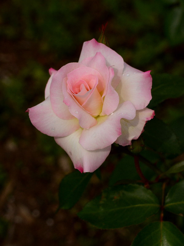 %_tempFileName86-20120526-1294%