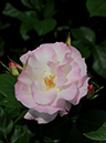 %_tempFileName43-20080517-0347%